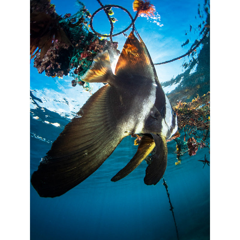 INON UFL-M150 ZM80 Underwater Micro Fisheye Lens INON UFL-M150 ZM80 Underwater Micro Fisheye Lens